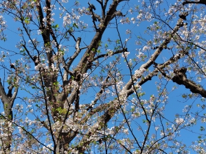三河台公園　桜